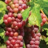 Suffolk Red Seedless Grape Vine Live Plant - 1-2 Year Old, Outdoor, Red Fruit - Image 1