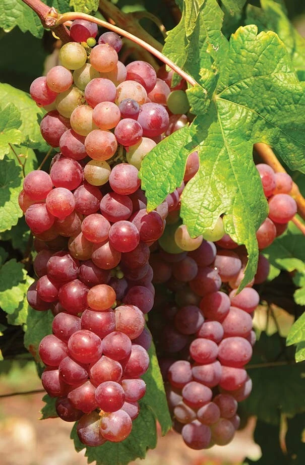 Suffolk Red Seedless Grape Vine Live Plant - 1-2 Year Old, Outdoor, Red Fruit - Image 1