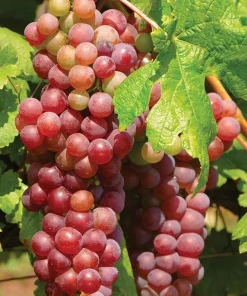 Suffolk Red Seedless Grape Vine Plants - 2 Pack Live Vines - 1-2 Year Old Outdoor - Image 2