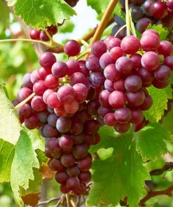 Suffolk Red Seedless Grape Vine Plants - 2 Pack Live Vines - 1-2 Year Old Outdoor - Image 1