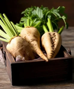 Sugar Beet Seeds – Beta vulgaris Heirloom Sweet Beets, 150 Seeds, Easy-to-Grow - Image 1