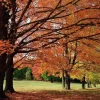 Sugar Maple Live Plant - 2 Trees, 10-16" Tall, Quart Pot - Outdoor Shade Tree - Image 1