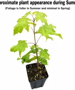 Sugar Maple Live Plant - 2 Trees, 10-16" Tall, Quart Pot - Outdoor Shade Tree - Image 2