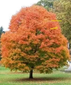 Sugar Maple Live Plant - 2 Trees, 10-16