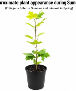 Sugar Maple Tree - 18-36" Tall Live Plant - Gallon Pot - Hardy Shade Tree - Image 2