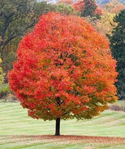 Sugar Maple Tree - 18-36