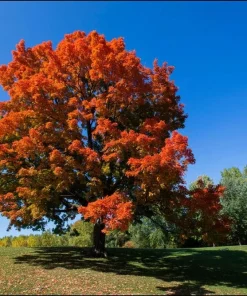 Sugar Maple Tree - 18-36