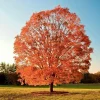 Sugar Maple Tree - 18-36" Tall Live Plant - Gallon Pot - Hardy Shade Tree - Image 1