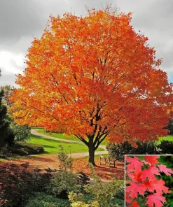 Sugar Maple Tree - 18-36