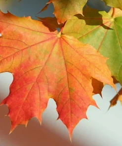 Sugar Maple Tree - 18-36