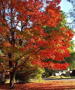 Sugar Maple Tree - 18-36