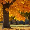 Sugar Maple Tree – 24-36 inch Tall Live Plant – Native Landscape Shade Tree – Acer Saccharum - Image 1