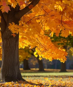 Sugar Maple Tree – 24-36 inch Tall Live Plant – Native Landscape Shade Tree – Acer Saccharum - Image 1
