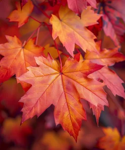 Sugar Maple Tree – 24-36 inch Tall Live Plant – Native Landscape Shade Tree – Acer Saccharum - Image 4