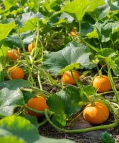 Sugar Pie Pumpkin Seeds – Heirloom Cucurbita pepo – 20 Seeds – Sweet, Productive - Image 2