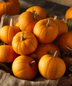 Sugar Pie Pumpkin Seeds – Heirloom Cucurbita pepo – 20 Seeds – Sweet, Productive - Image 3