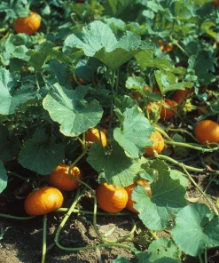 Sugar Pie Pumpkin Seeds – Heirloom Cucurbita pepo – 20 Seeds – Sweet, Productive - Image 4