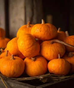 Sugar Pie Pumpkin Seeds – Heirloom Cucurbita pepo – 20 Seeds – Sweet, Productive - Image 1