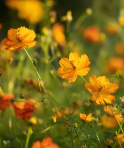 Sulphur Cosmos Seeds - Bright Lights Mix - 100 Seeds - Orange, Yellow & Red Blooms - Image 2