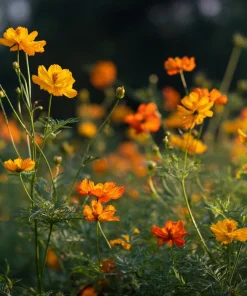 Sulphur Cosmos Seeds - Bright Lights Mix - 100 Seeds - Orange, Yellow & Red Blooms - Image 3