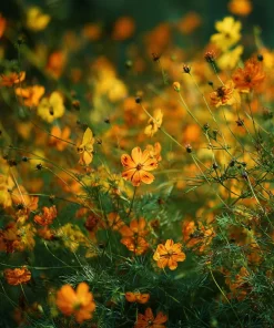 Sulphur Cosmos Seeds - Bright Lights Mix - 100 Seeds - Orange, Yellow & Red Blooms - Image 4
