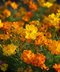 Sulphur Cosmos Seeds - Bright Lights Mix - 100 Seeds - Orange, Yellow & Red Blooms - Image 1