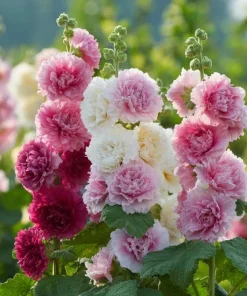 Summer Carnival Hollyhock Seeds – 50 Seeds – Mixed Colors – Cottage Garden - Image 2