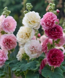 Summer Carnival Hollyhock Seeds – 50 Seeds – Mixed Colors – Cottage Garden - Image 1