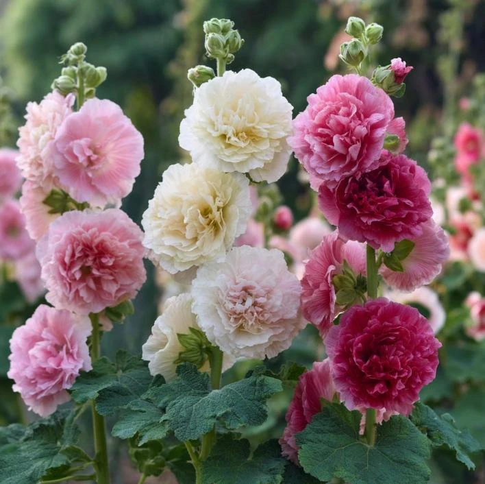 Summer Carnival Hollyhock Seeds – 50 Seeds – Mixed Colors – Cottage Garden - Image 1