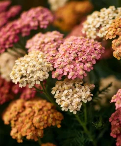 Summer Pastels Yarrow Seeds - Achillea Millefolium - 50 Seed Pack - Image 2