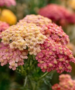 Summer Pastels Yarrow Seeds - Achillea Millefolium - 50 Seed Pack - Image 3