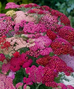 Summer Pastels Yarrow Seeds - Achillea Millefolium - 50 Seed Pack - Image 4