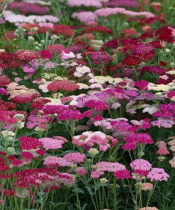 Summer Pastels Yarrow Seeds - Achillea Millefolium - 50 Seed Pack - Image 5