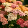 Summer Pastels Yarrow Seeds - Achillea Millefolium - 50 Seed Pack - Image 1