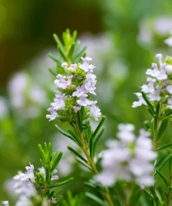 Summer Savory Herb Seeds - 200 Heirloom Culinary Seeds for Garden - Image 3