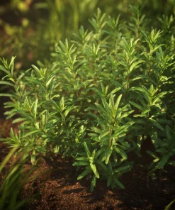 Summer Savory Herb Seeds - 200 Heirloom Culinary Seeds for Garden - Image 4