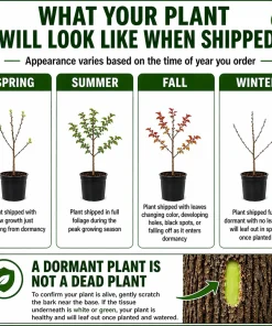 Sun Valley Maple Tree - 18-24" Tall Live Plant - Gallon Pot - Fast-Growing Red Shade Maple - Image 2