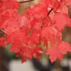 Sun Valley Maple Tree - 18-24" Tall Live Plant - Gallon Pot - Fast-Growing Red Shade Maple - Image 1