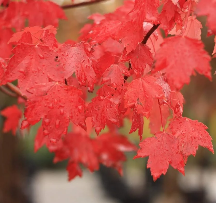 Sun Valley Maple Tree - 18-24" Tall Live Plant - Gallon Pot - Fast-Growing Red Shade Maple - Image 1