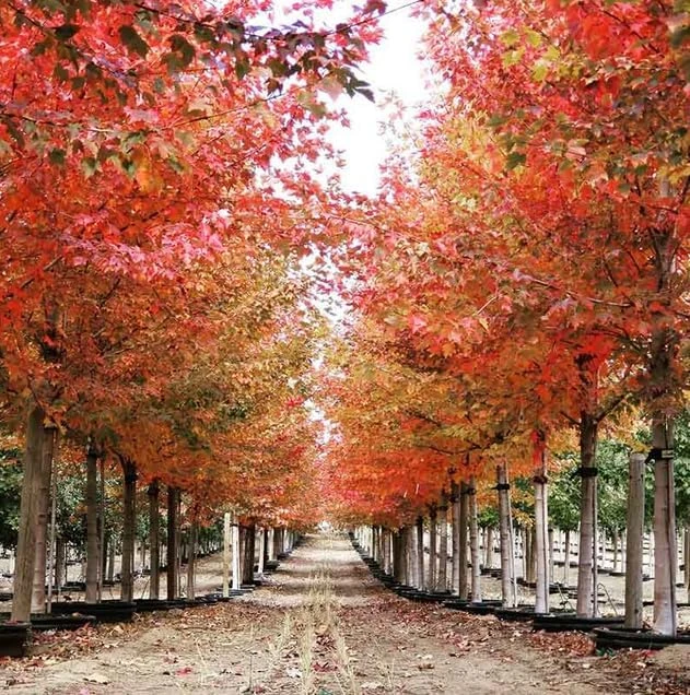 Sun Valley Maple Tree - 18-24" Tall Live Plant - Gallon Pot - Fast-Growing Red Shade Maple - Image 4