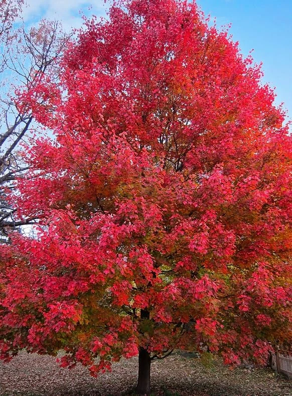 Sun Valley Maple Tree - 18-24" Tall Live Plant - Gallon Pot - Fast-Growing Red Shade Maple - Image 5