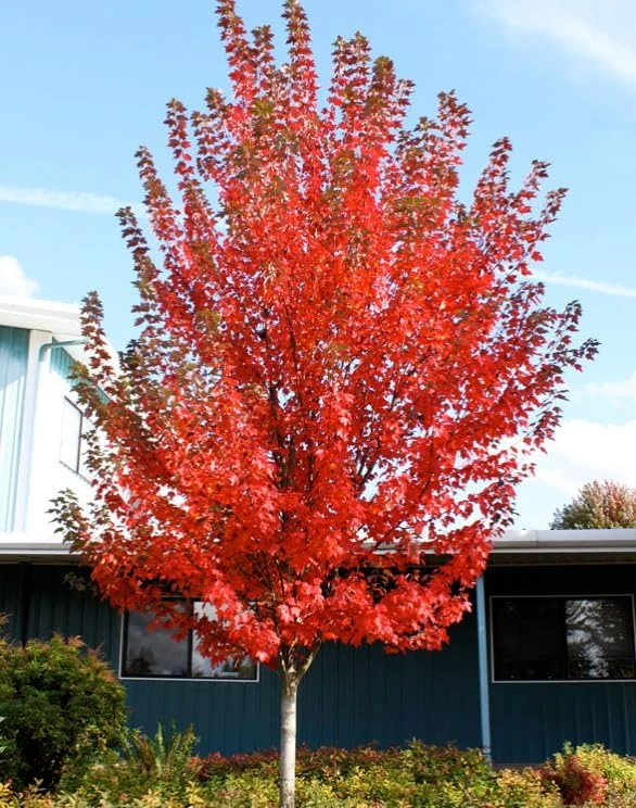 Sun Valley Maple Tree - 18-24" Tall Live Plant - Gallon Pot - Fast-Growing Red Shade Maple - Image 6