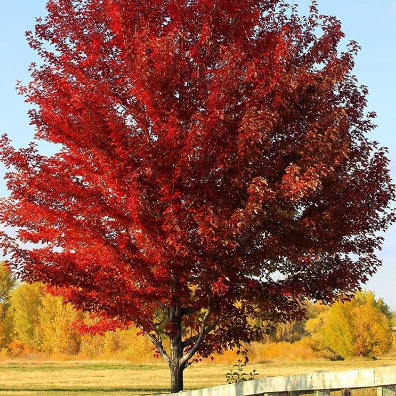Sun Valley Maple Tree - 18-24" Tall Live Plant - Gallon Pot - Fast-Growing Red Shade Maple - Image 7