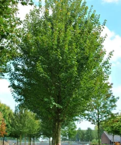 Sun Valley Maple Tree - 18-24