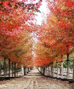 Sun Valley Maple Tree Live Plant - 10-16