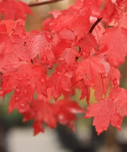Sun Valley Maple Tree Live Plant - 10-16