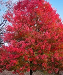 Sun Valley Maple Tree Live Plant - 10-16
