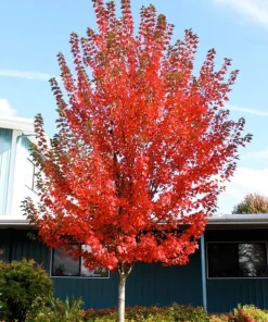 Sun Valley Maple Tree Live Plant - 10-16