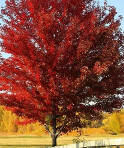 Sun Valley Maple Tree Live Plant - 10-16