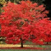 Sun Valley Maple Tree Live Plant - 10-16" Tall Quart Pot - Fast-Growing Red Shade Tree - Image 1